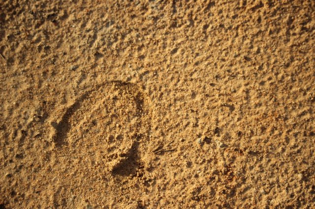 maybe_a_centaur__by_alphanza1-d7tkz10